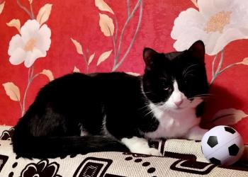 Отдам котика