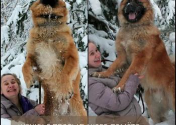 Продаю щенят! Верные друзья ищут хозяев