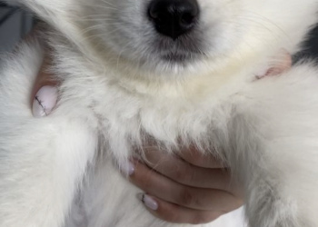 Щенки самоедской лайки