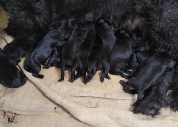 Продам щенков