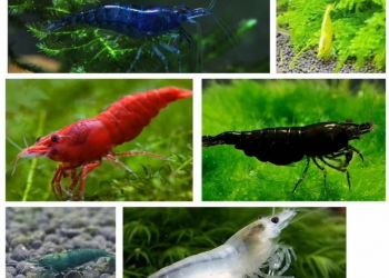 Аквариумные креветки