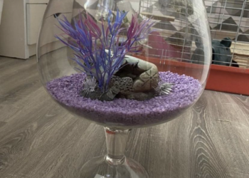 Аквариум-бокал