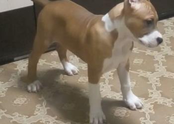 Продам щенка