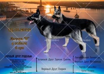Щенки восточноевропейской овчарки