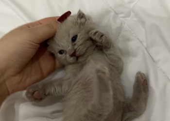 Продам Шотландскую вислоухую кошечку.