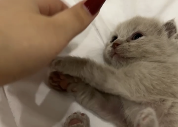 Продам Шотландскую вислоухую кошечку.