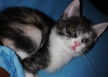 Отдам котёнка