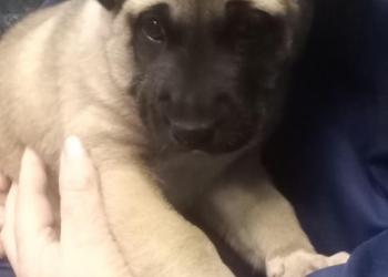 Щенок мальчик 1,5 месяца в добрые