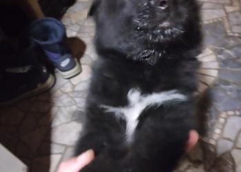 Немецкая овчарка