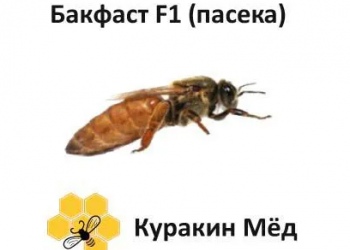 Пчелопакеты и пчеломатки F1 2023