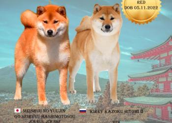 Кобель сиба ину