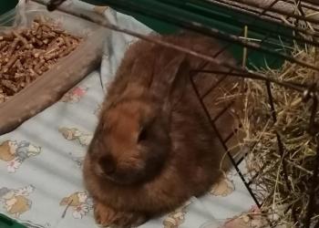 кролик карликовый