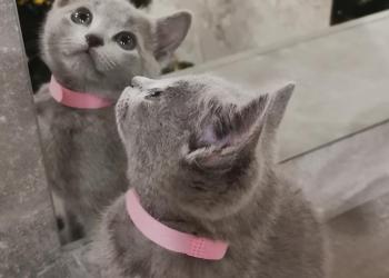 Котята русская голубая