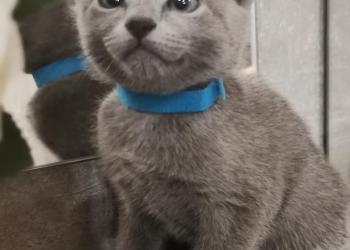 Котята русская голубая