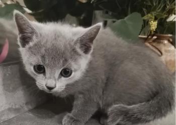 Котята русская голубая