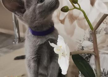 Котята русская голубая
