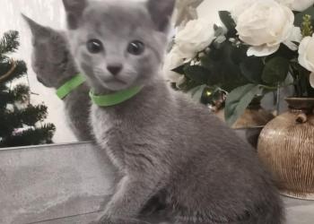 Котята русская голубая