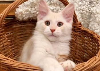 Котята Мейн-кун чемпионы