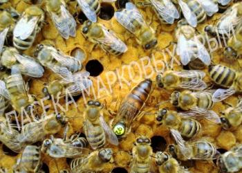 Пчеломатки Карника F1 2023 Крым