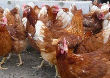 куры несушки