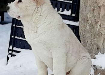 Щенки алабая