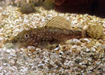 Сомики Анцитрусы