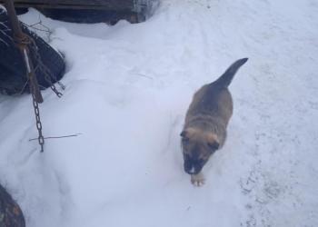 Щенок 1.5месяца кобель