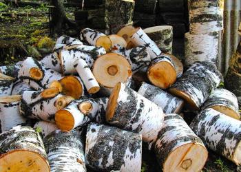 Дрова в пеньках