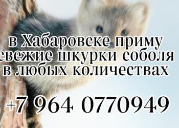 Приму свежие шкурки соболя
