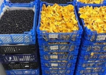 Лисички грибы.