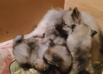 щенки кеесхонда