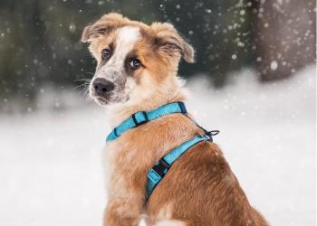 Красивый щенок Ральф в добрые руки