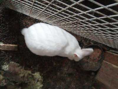 Кролики двое породы великан рыжая и белая самки 1 самец серый не кровный и белая