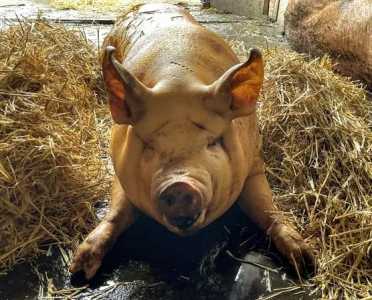 Мясо свинины с Колхоза