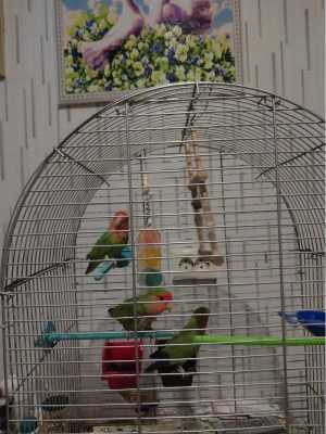 Попугаи неразлучники