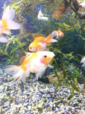 Золотые рыбы