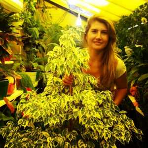 Уход за комнатными растениями