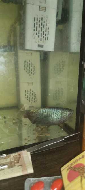 Отдам даром