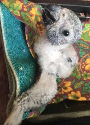 Серый попугай