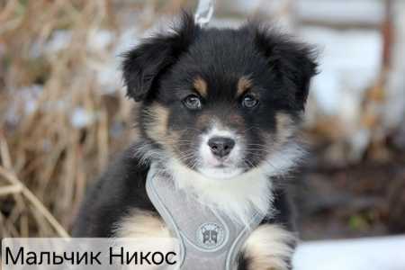 Щенки овчарки, мини аусси