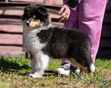 Щенки колли