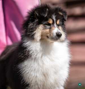 Щенки колли