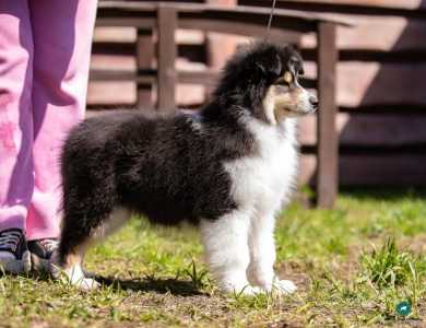 Щенки колли