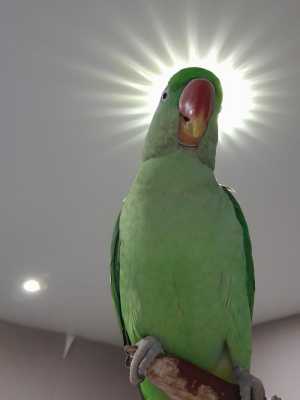 Александрийский попугай.
