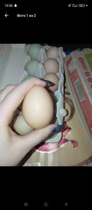 Продаю домашние куриные яйца. Только самовывоз