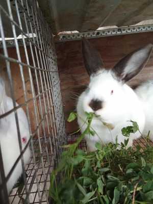 Калифорнийцы