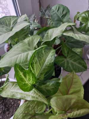 Сингониумы сортовые