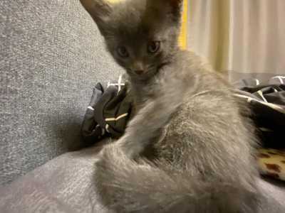 Котенка в добрые руки