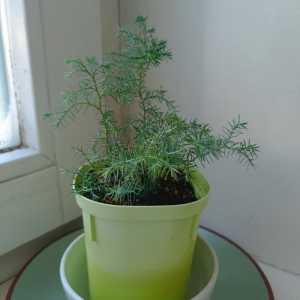 Криптомерия японская.