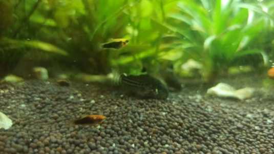 Пецилия красная тукседо